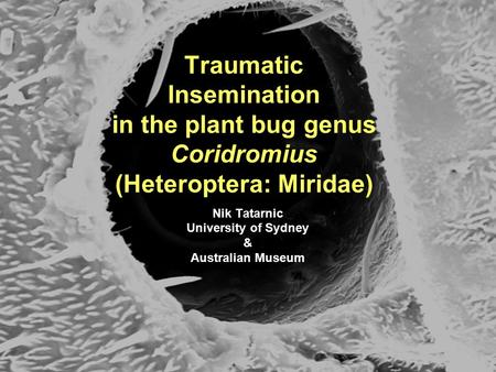 Traumatic Insemination in the plant bug genus Coridromius (Heteroptera: Miridae) Nik Tatarnic University of Sydney & Australian Museum.