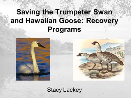 Saving the Trumpeter Swan and Hawaiian Goose: Recovery Programs Stacy Lackey.