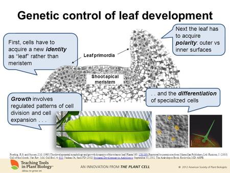 Shoot apical meristem Leaf primordia First, cells have to acquire a new identity as “leaf” rather than meristem Next the leaf has to acquire polarity: