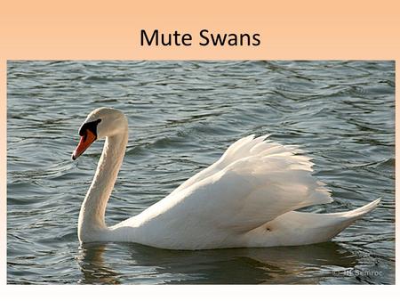 Mute Swans. Invasive Species Obligations ORC OAC Charges SP and DOW to manage in the best interest of the natural resources on the lands we own and manage.