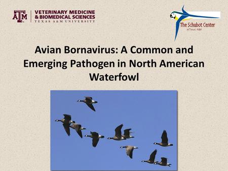 Avian Bornavirus: A Common and Emerging Pathogen in North American Waterfowl.