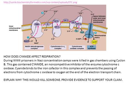 HOW DOES CYANIDE AFFECT RESPIRATION