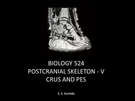 BIOLOGY 524 POSTCRANIAL SKELETON - V CRUS AND PES S. S. Sumida.