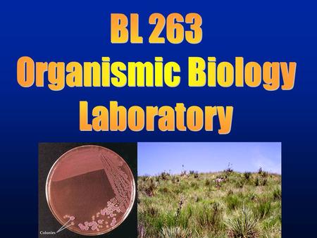 Lab 1. Overview  Instructor Introduction & Syllabus Distribution Attendance – Don’t miss labs. Assignments – Things are due EVERY week. See calendar/table.