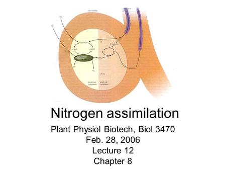 Nitrogen assimilation Plant Physiol Biotech, Biol 3470 Feb. 28, 2006 Lecture 12 Chapter 8.