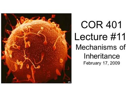 COR 401 Lecture #11 Mechanisms of Inheritance February 17, 2009.