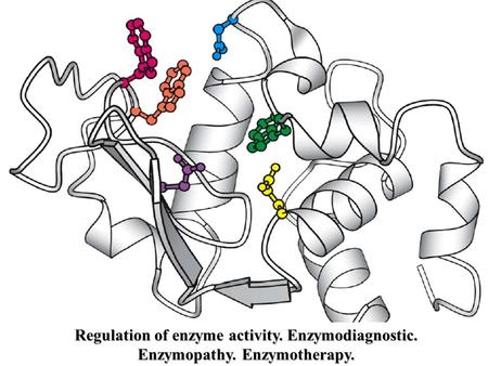 Regulation of enzyme activity. Enzymodiagnostic. Enzymopathy