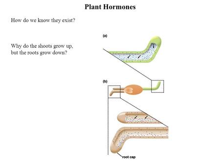 Plant Hormones How do we know they exist? Why do the shoots grow up, but the roots grow down?