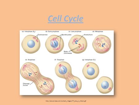 Cell Cycle