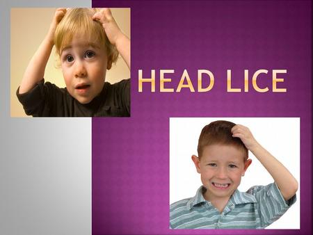 Head Lice.