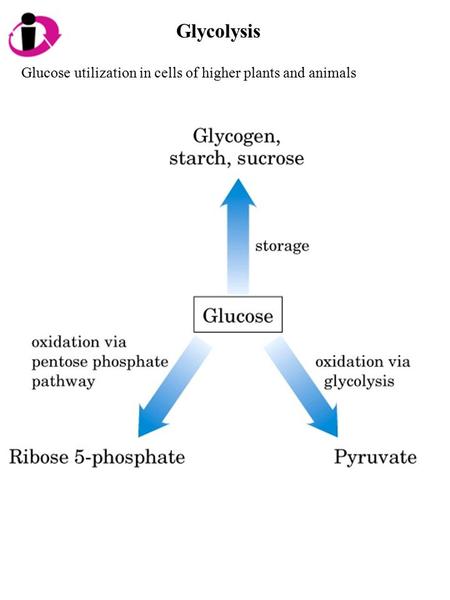 Glycolysis Glucose utilization in cells of higher plants and animals.