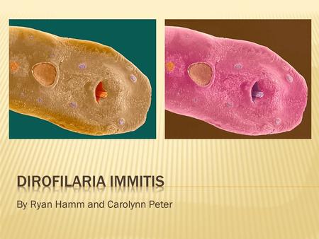 By Ryan Hamm and Carolynn Peter. Kingdom: AnimaliaAnimalia Phylum: NematodaNematoda Class: SecernenteaSecernentea Order: SpiruridaSpirurida Family: OnchocercidaeOnchocercidae.