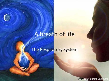 The Respiratory System