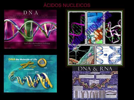 ÁCIDOS NUCLEICOS.