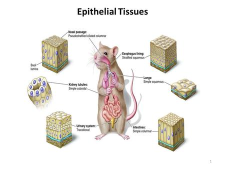 Epithelial Tissues.