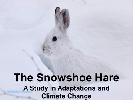 The Snowshoe Hare A Study in Adaptations and Climate Change