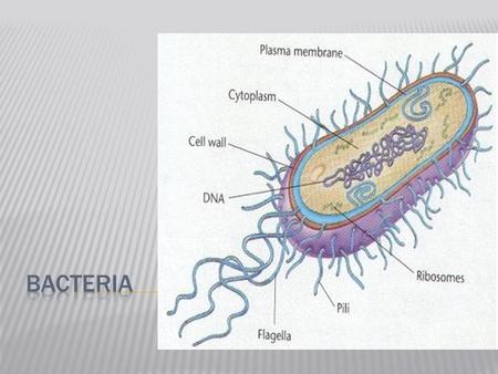 Bacteria.