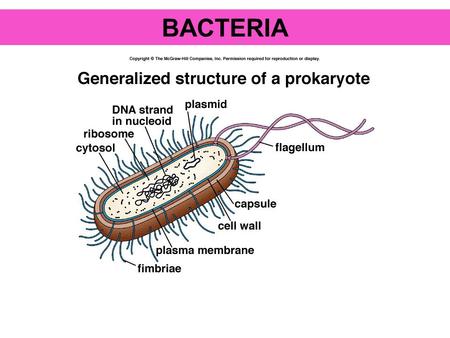 BACTERIA.