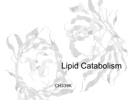 Lipid Catabolism CH339K. Fats are stored in lipid droplets Lipid droplets in a rat adipocyte.