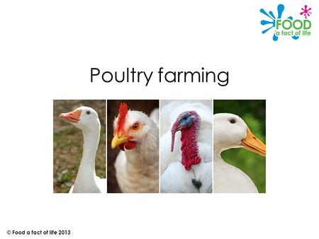 Poultry farming © Food a fact of life 2013. Introduction Chicken, turkey, duck and goose are all types of birds called poultry. They are reared for meat.