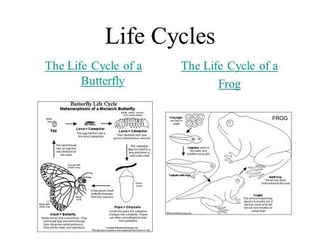 The Life Cycle of a Butterfly