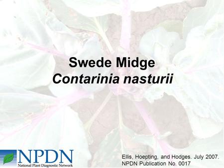 Swede Midge Contarinia nasturii Ellis, Hoepting, and Hodges. July 2007. NPDN Publication No. 0017.