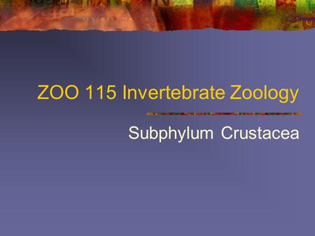 ZOO 115 Invertebrate Zoology