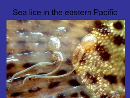 Sea lice in the eastern Pacific. There are two species of sea lice commonly found on farmed and wild salmonids in B.C. Gravid Lepeophtheirus salmonis.