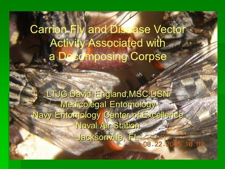 Carrion Fly and Disease Vector Activity Associated with a Decomposing Corpse LTJG David England,MSC,USN Medicolegal Entomology Navy Entomology Center of.