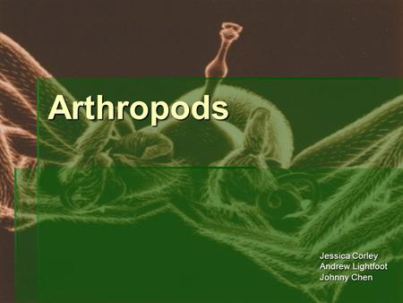 Arthropods Jessica Corley Andrew Lightfoot Johnny Chen.