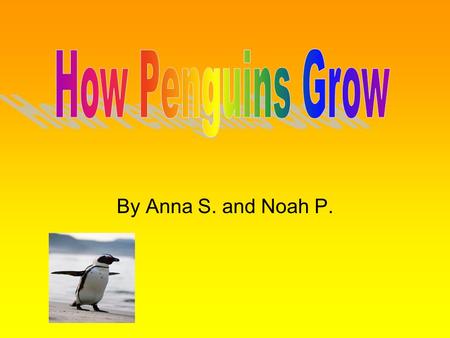 By Anna S. and Noah P.. The mother lays the egg The egg has to stay in its fathers brood pouch while the mother finds food The chick inside the egg starts.