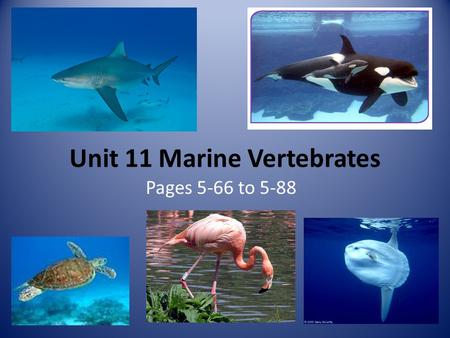 Unit 11 Marine Vertebrates