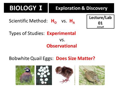 BIOLOGY I Exploration & Discovery Scientific Method: H O vs. H A Types of Studies: Experimental vs. Observational Bobwhite Quail Eggs: Does Size Matter?