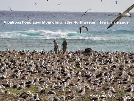 Albatross Population Monitoring in the Northwestern Hawaiian Islands Photo: Pete Leary.