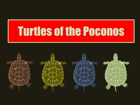 Turtles of the Poconos. Common Snapping Turtle Description Huge head, powerful jaw. Tan-brown carapace with 3 rows of keels, serrated at the back. Yellow/tan.