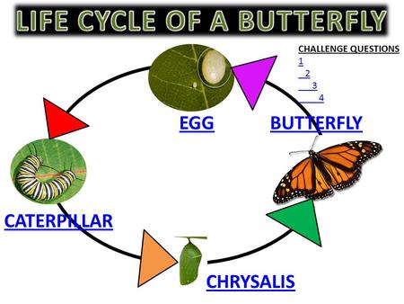 LIFE CYCLE OF A BUTTERFLY