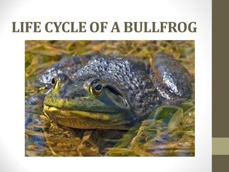 LIFE CYCLE OF A BULLFROG. Five Life Cycles 1.Eggs- The female frog lays masses of eggs in the water. The tiny eggs hatch into tadpoles. 2.Tadpole- Tadpoles.