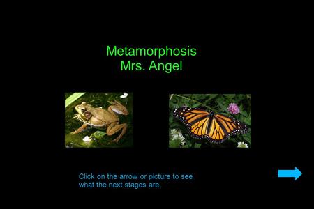 Metamorphosis Mrs. Angel Click on the arrow or picture to see what the next stages are.