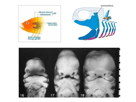 MASTICATORY MUSCLES n. V3 – n. MANDIBULARIS derivates of 1st pharyngeal arch m. temporalis m. masseter m. pterygoideus medialis m. pterygoideus.