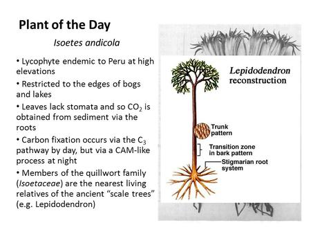 Plant of the Day Isoetes andicola Lycophyte endemic to Peru at high elevations Restricted to the edges of bogs and lakes Leaves lack stomata and so CO.