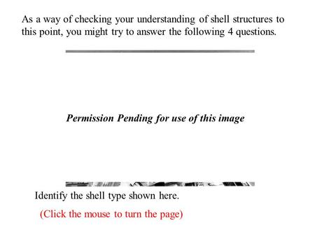 Identify the shell type shown here. (Click the mouse to turn the page) As a way of checking your understanding of shell structures to this point, you might.