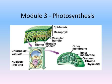 Module 3 - Photosynthesis