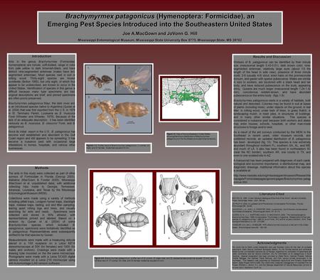 Introduction Ants in the genus Brachymyrmex (Formicidae: Hymenoptera) are minute, soft-bodied, range in color from pale yellow to dark brownish-black,