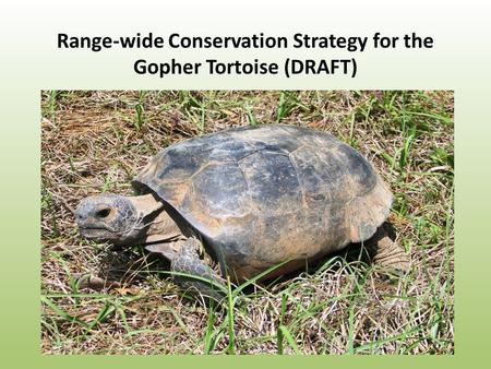 Range-wide Conservation Strategy for the Gopher Tortoise (DRAFT)