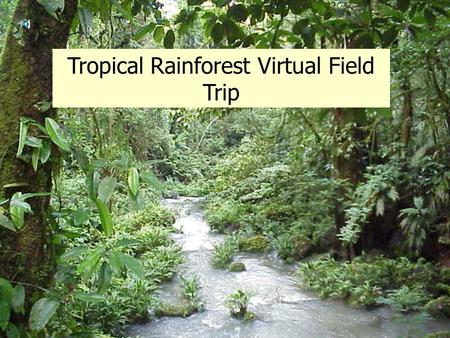 Tropical Rainforest Virtual Field Trip What is a rainforest? A Rainforest can be described as a tall, dense jungle. The reason it is called a rain