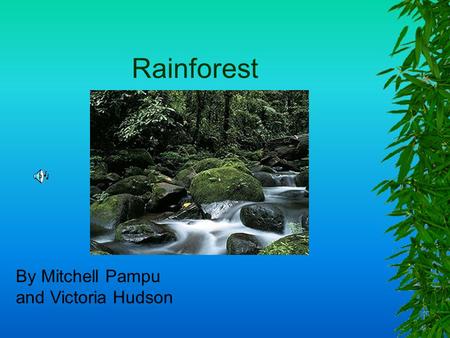 Rainforest By Mitchell Pampu and Victoria Hudson.