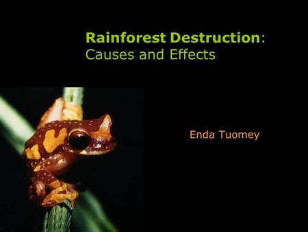 Rainforest Destruction: Causes and Effects