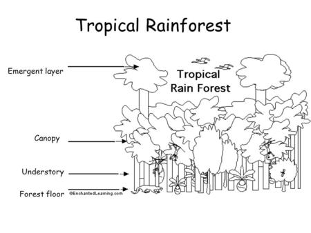 Tropical Rainforest Emergent layer Canopy Understory Forest floor.