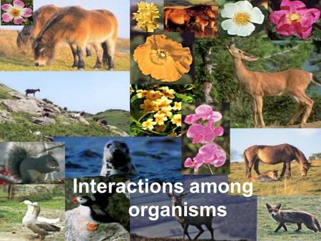 Interactions among organisms. The study of how organisms interact with one another and their environment is called _____.