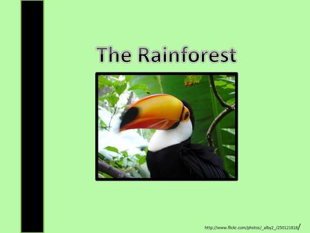 The Rainforest http://www.flickr.com/photos/_alby2_/250121818/